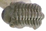 Detailed Reedops Trilobite - Atchana, Morocco #359177-1